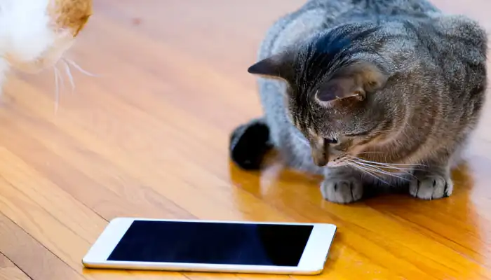 Benefits and Drawbacks of Using A Cat Meow Translator