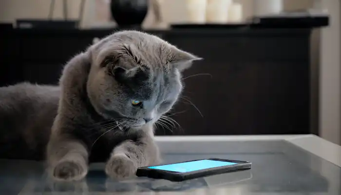 Cat Language Translator A Basic Overview