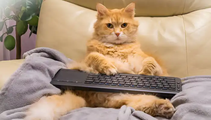 Do Cat Meow Translators Really Work?