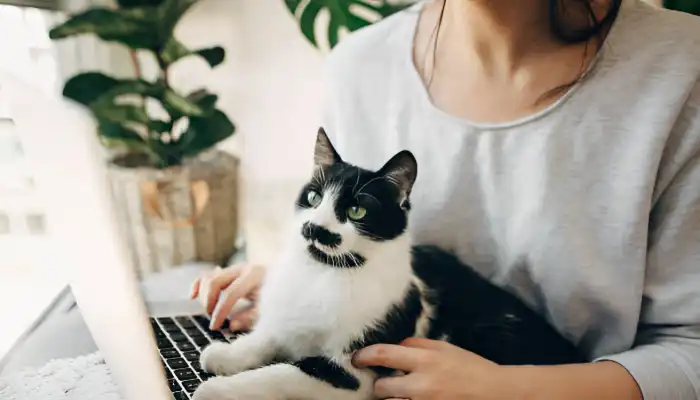 Guide To Using an English to Cat Translator