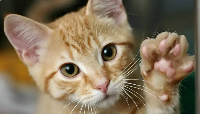 How Do Cats Say “Hello”?