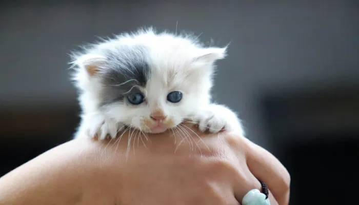 How Do I Say “Good Bye” in Cat Translator?