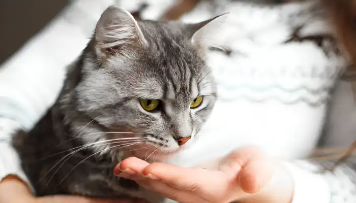 How Do I Say “No” in Cat Translator?