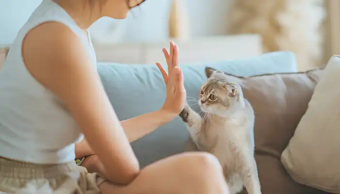 How Do You Say Hi in Cat Talk?
