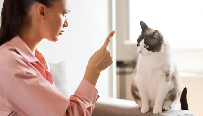 How to Speak Cat Translator: Understanding the Basics