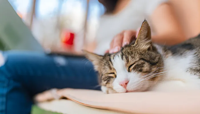 Benefits of Using Cat Translators Benefits of Using Cat Translators