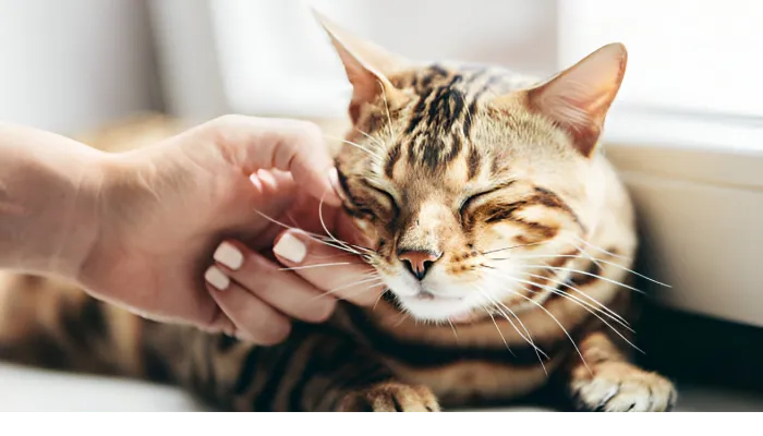 Cat Translators Technology Help Human to Better Understand Cats Cat Translators Technology Help Human to Better Understand Cats