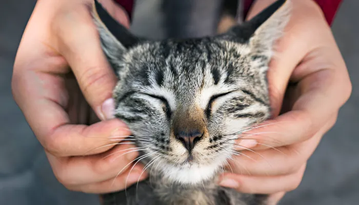 How Cats Communicate with Humans How Cats Communicate with Humans