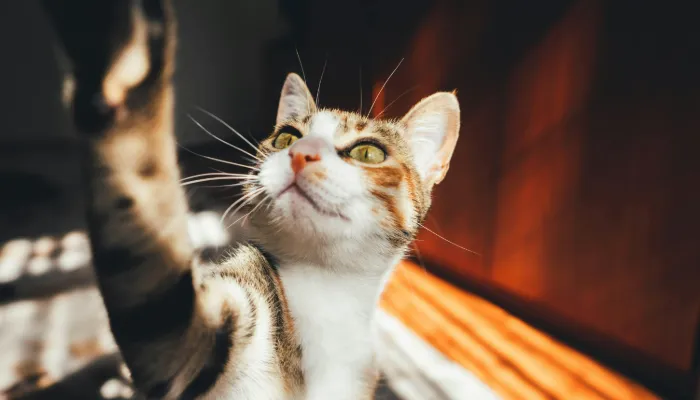 Are Human to Cat Translators Real?