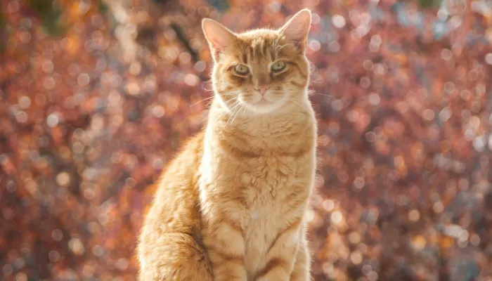 Benefits and Drawbacks of Using A Cat Meow Translator Benefits and Drawbacks of Using A Cat Meow Translator