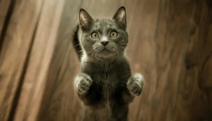 Can Humans Learn to Speak Cat? Can Humans Learn to Speak Cat?