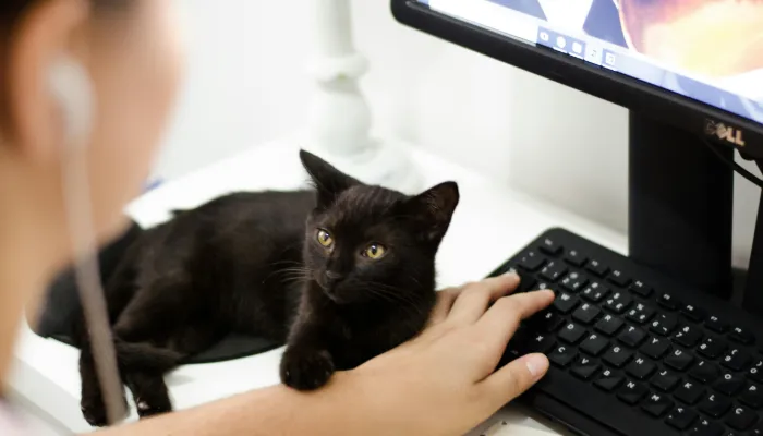 Cat Language Translator: A Basic Overview Cat Language Translator: A Basic Overview