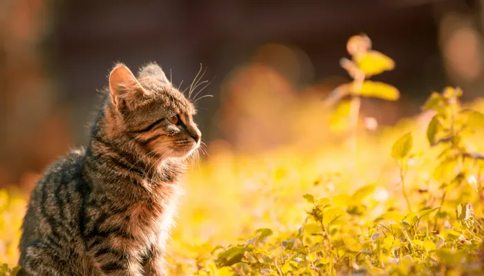 Cat Meow Translator: What Is It? Cat Meow Translator: What Is It?