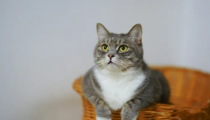 Cat Translation Technology: Does It Help? Cat Translation Technology: Does It Help?