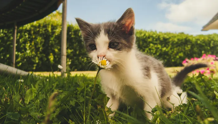 Do Cat Meow Translators Really Work? Do Cat Meow Translators Really Work?