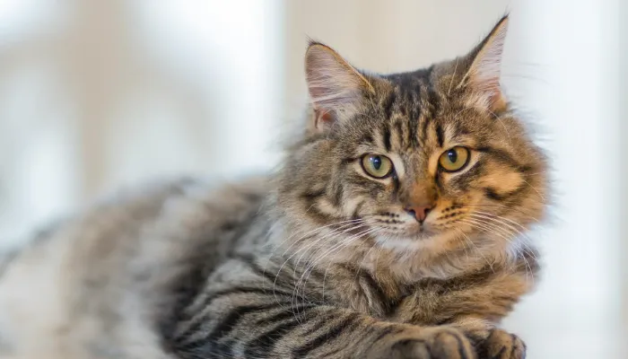 Do Human to Cat Translators Really Work? Do Human to Cat Translators Really Work?