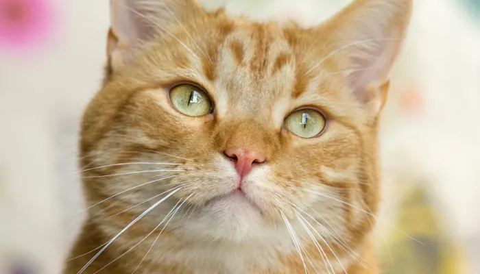 English to Cat Translator: Brief Overview English to Cat Translator: Brief Overview
