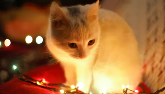 Guide To Using an English to Cat Translator Guide To Using an English to Cat Translator