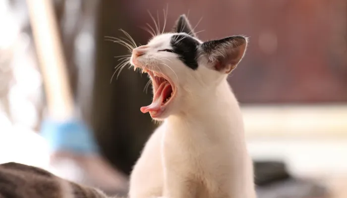 How Do Cats Say “Good Bye”?