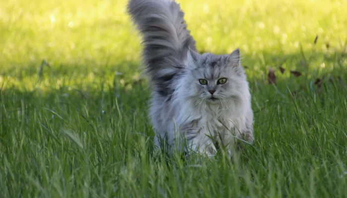 How Do Cats Say “Hello”?