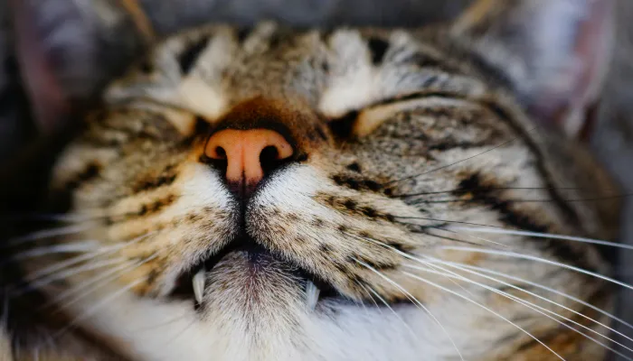 How Do Cats Say “I Love You”?