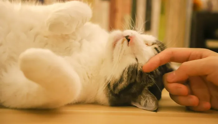 How Do Cats Say “I’m Sorry”?