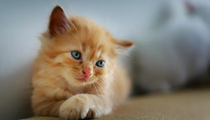How Do Cats Say “No”?