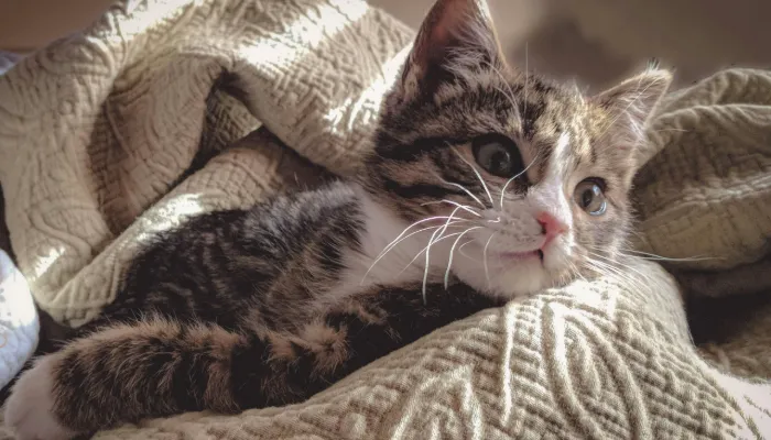 How Do Cats Say “Thank You”?