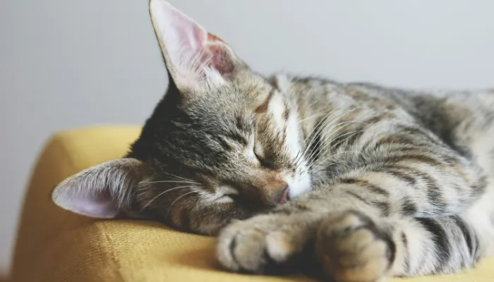 How Do Cats Say “Yes”?