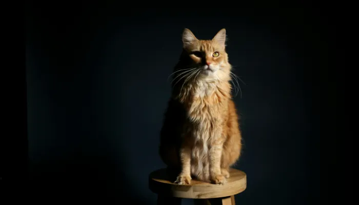 How Do I Say “Hello” in Cat Translator?