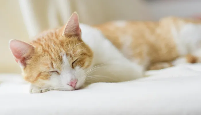 How Do I Say “I Love You” in Cat Translator?