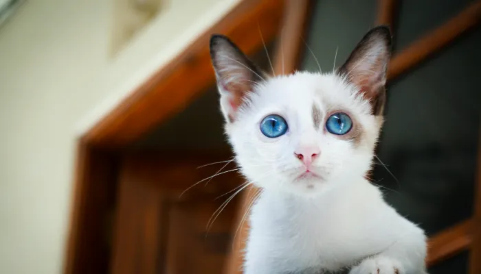 How Do I Say “I am sorry” in Cat Translator?