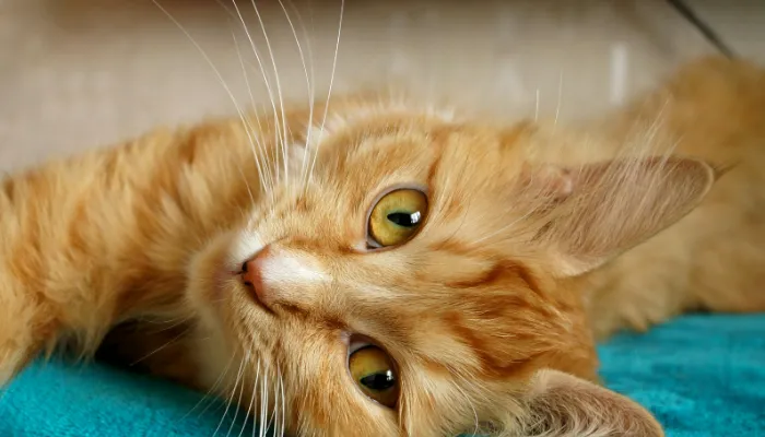 How Do I Say “No” in Cat Translator? How Do I Say “No” in Cat Translator?