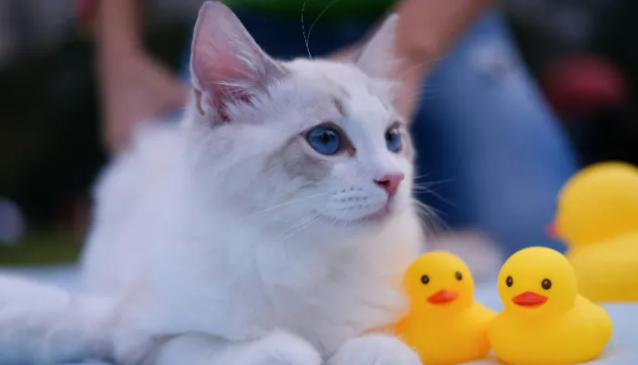 How Do I Say “Thank You” in Cat Translator?