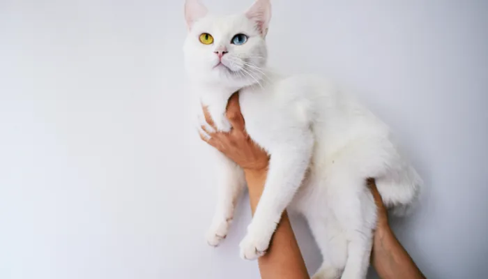 How Do I Say “Yes” in Cat Translator?