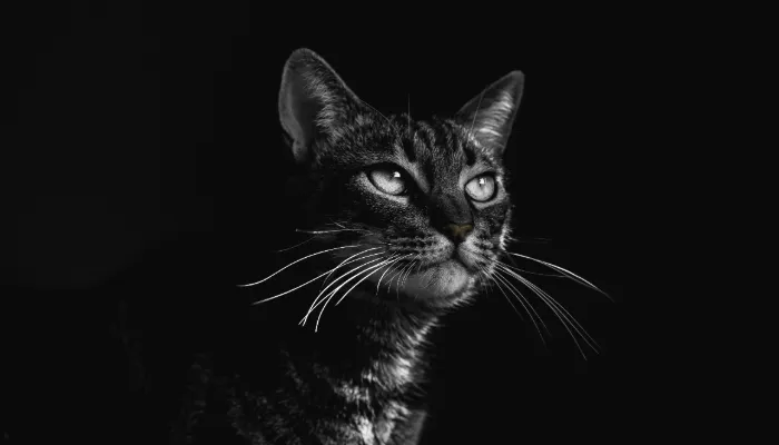 How Do You Say Hi in Cat Talk?