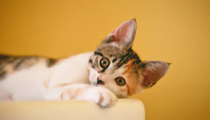 How Does English to Cat Translator Work? How Does English to Cat Translator Work?