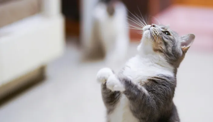 How Does a Cat Translator App Work? How Does a Cat Translator App Work?