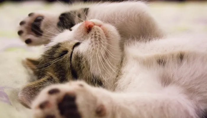 How to Speak Cat Translator: Understanding the Basics How to Speak Cat Translator: Understanding the Basics