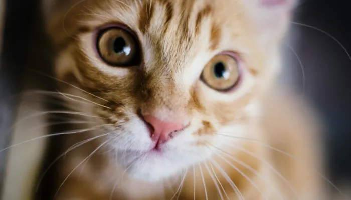 How to Use the Cat Translator App?