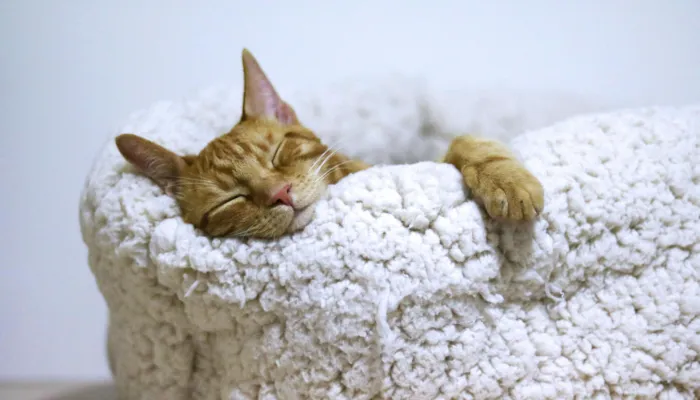 Human to Cat Translator: What Does It Do? Human to Cat Translator: What Does It Do?