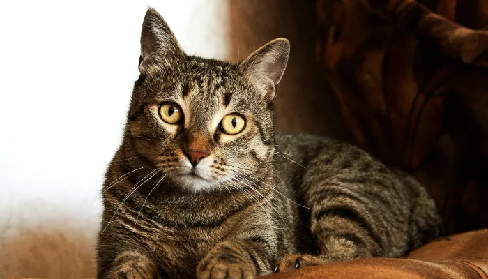 Tips to Use a Cat Translator App Effectively Tips to Use a Cat Translator App Effectively