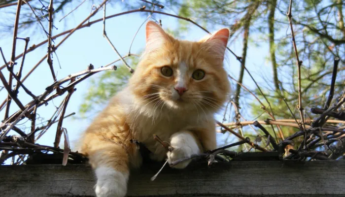 Types of Cat Language Translator Apps & Devices