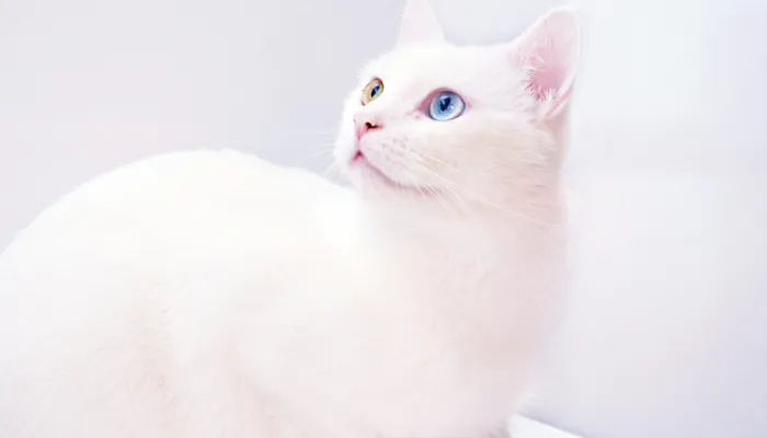 Why Use a Cat Language Translator? Why Use a Cat Language Translator?